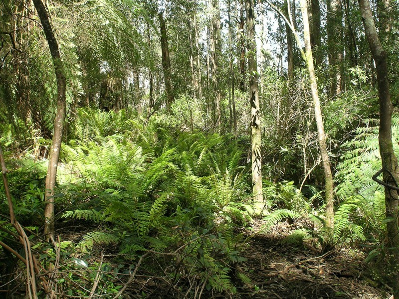 Lot / 20 Beenak Road, Beenak VIC 3139