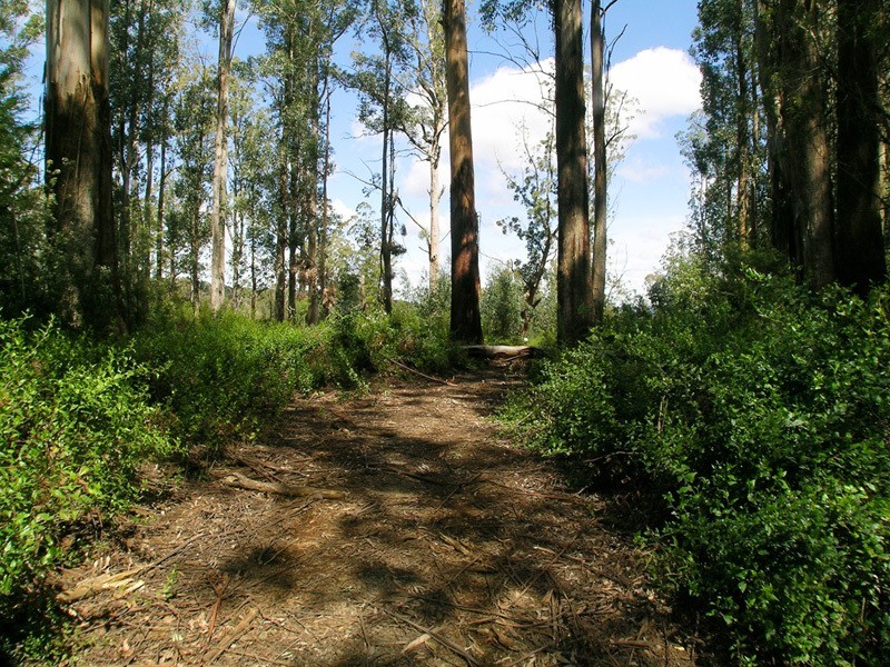 Lot / 20 Beenak Road, Beenak VIC 3139