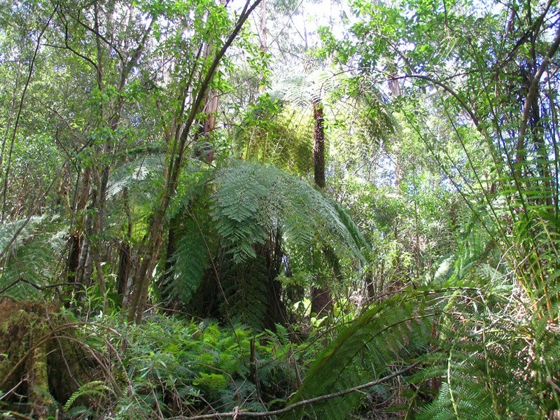 Lot / 20 Beenak Road, Beenak VIC 3139