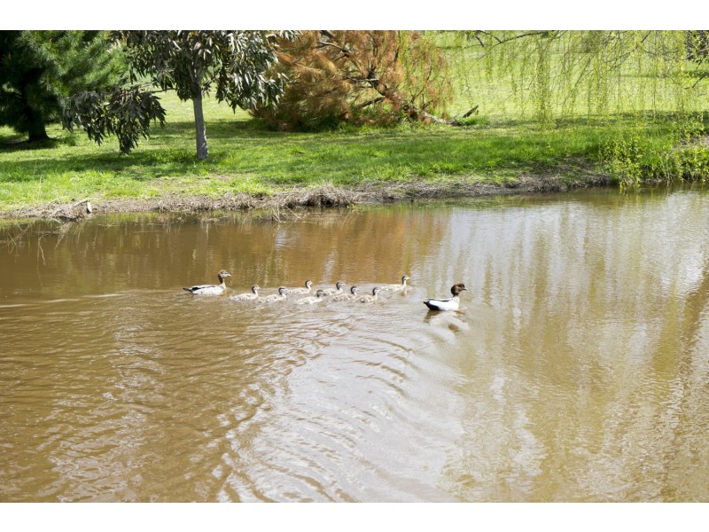 55 Connor Court, Ballan VIC 3342