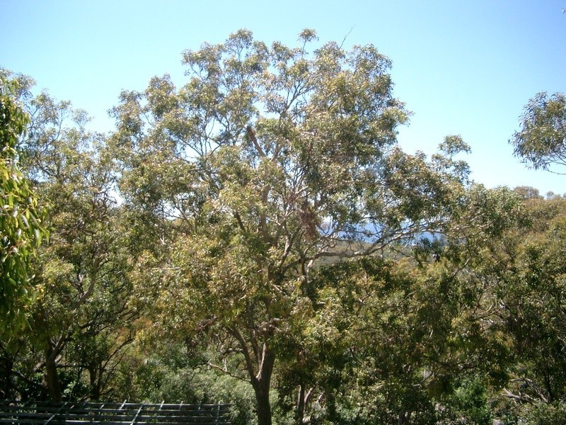 6 Chisholm Avenue, Clareville NSW 2107