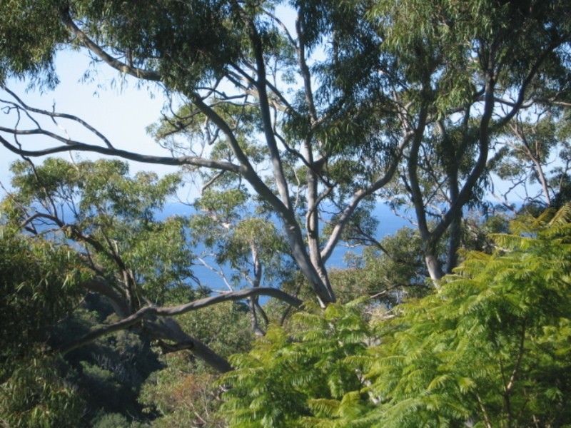 144 Grandview Drive, Newport NSW 2106