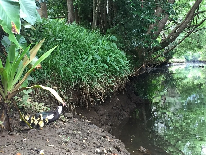 24 George Street, Tintenbar NSW 2478