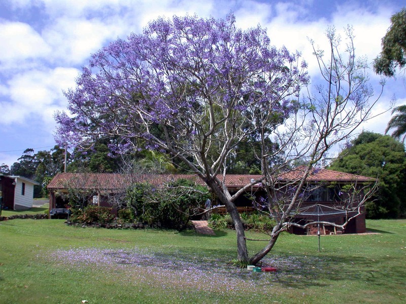 Terranora NSW 2486