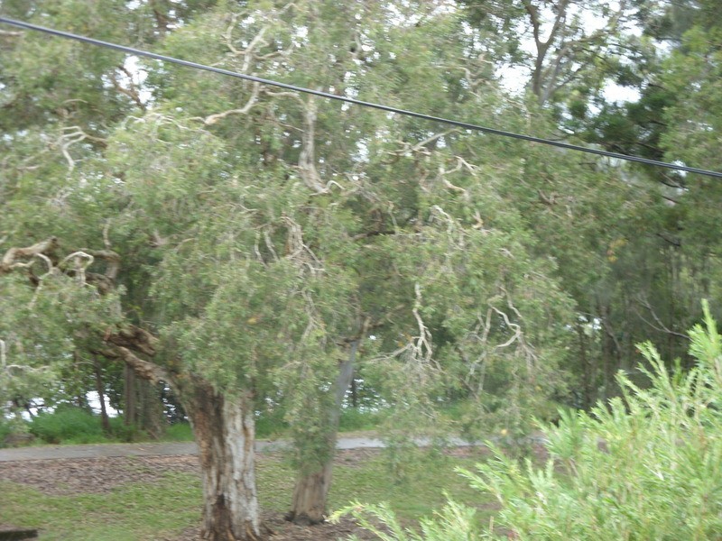 Tweed Heads South NSW 2486