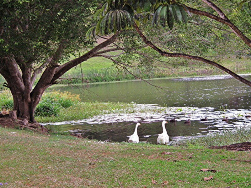 8 Biral Close, Bilambil NSW 2486