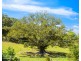 284 Left Bank Road, Mullumbimby NSW 2482