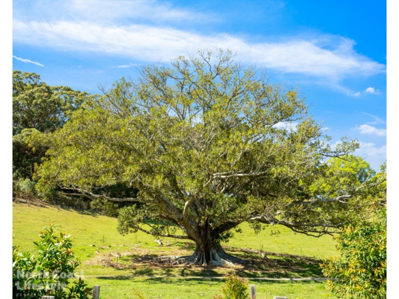 284 Left Bank Road, Mullumbimby NSW 2482