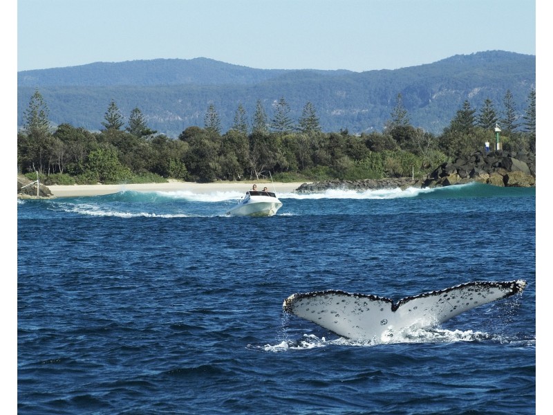 12 Pandanus Court, Brunswick Heads NSW 2483