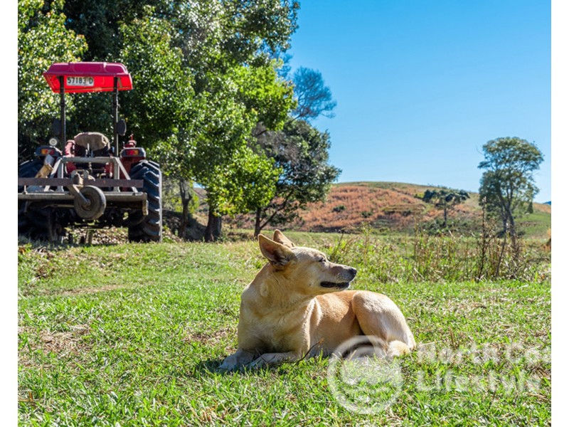 249 Wilsons Creek Road, Wilsons Creek NSW 2482