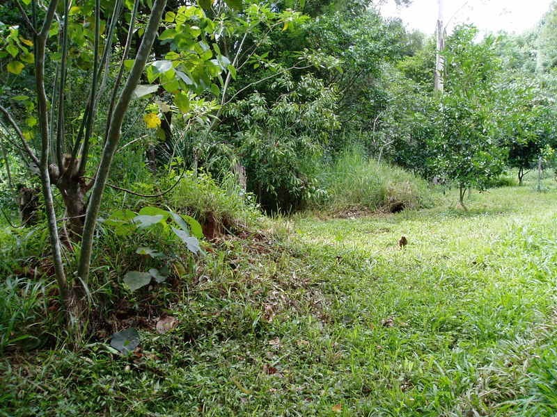 194 Blindmouth Road, Mullumbimby NSW 2482