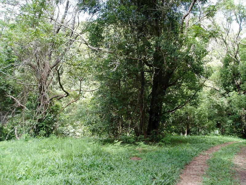 194 Blindmouth Road, Mullumbimby NSW 2482