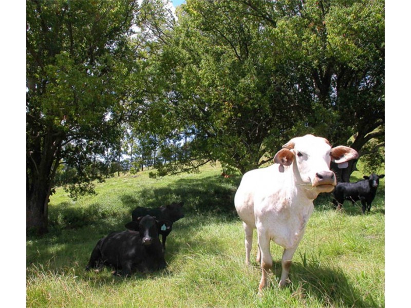 Lot 3  Walkers Lane, Billinudgel NSW 2483