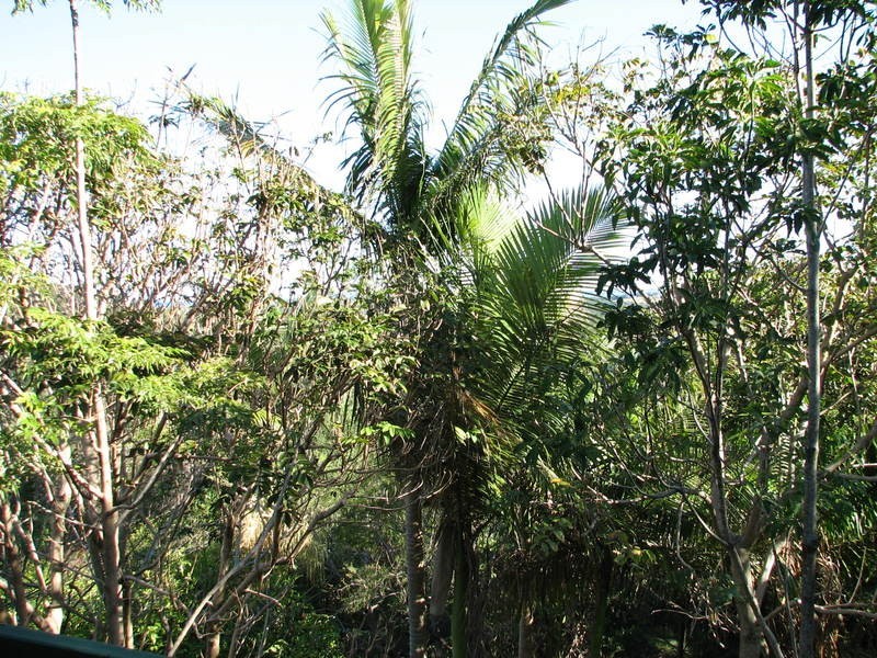 3 Putta Place, Ocean Shores NSW 2483