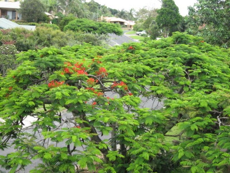 14 Goondooloo Drive, Ocean Shores NSW 2483