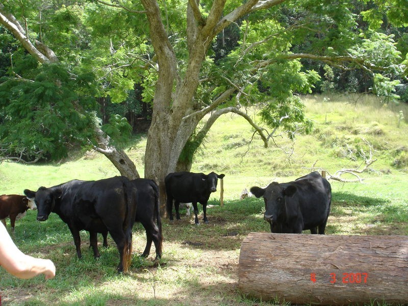 226 Crabbes Creek Road, Crabbes Creek NSW 2483