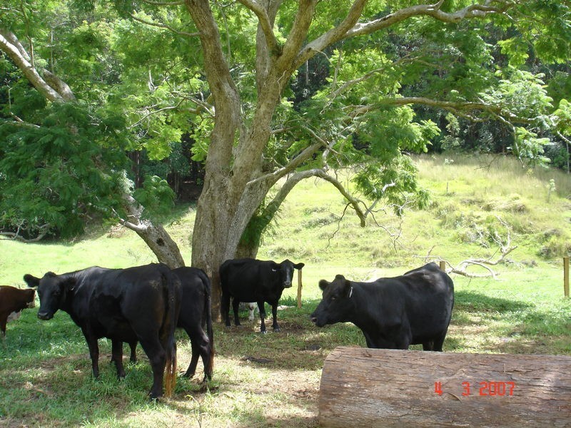 226 Crabbes Creek Road, Crabbes Creek NSW 2483