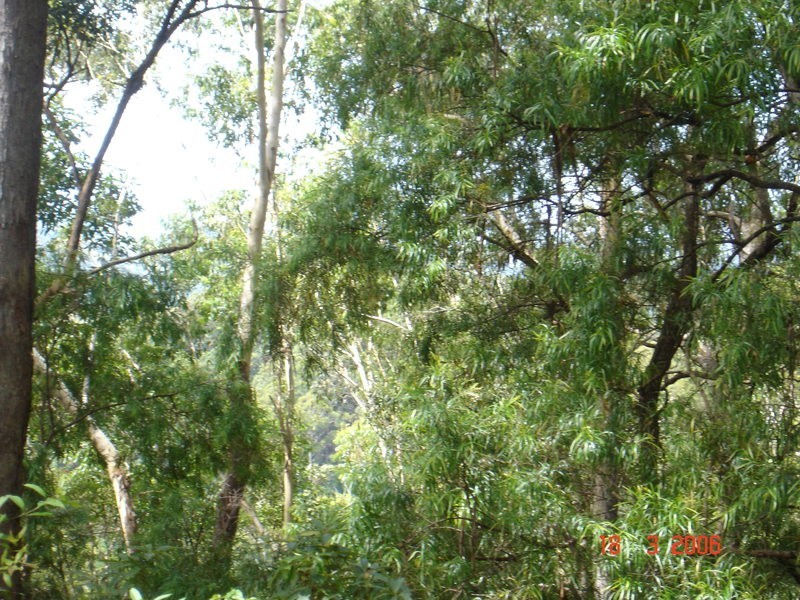 226 Crabbes Creek Road, Crabbes Creek NSW 2483