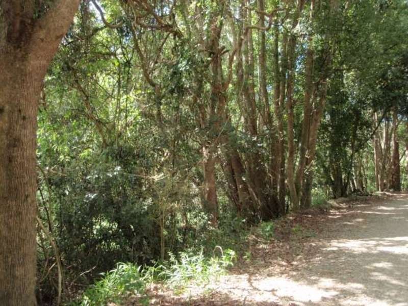 139  Billinudgel Road, Billinudgel NSW 2483