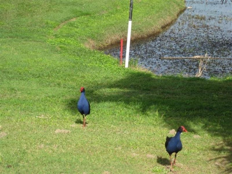 32 Balemo Drive, Ocean Shores NSW 2483