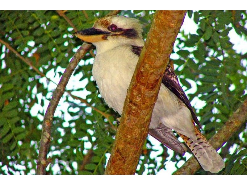 17 Berrimbillah Court, Ocean Shores NSW 2483