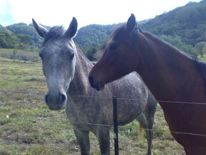 205 Kielys Road, Mooball NSW 2483