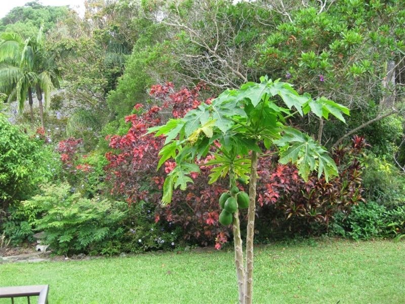 14 Walgooan Way, Ocean Shores NSW 2483