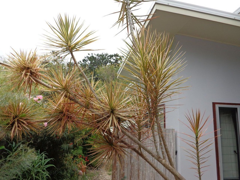 2/7 Gara Court, Ocean Shores NSW 2483