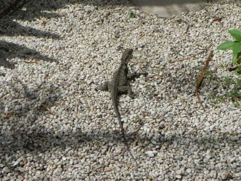 Brunswick Heads NSW 2483