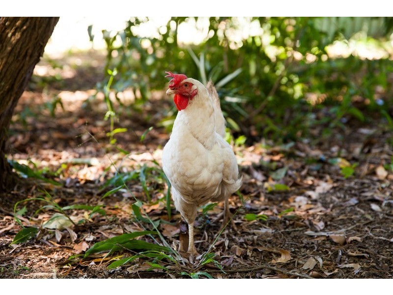 21 Mundurra Avenue, Ocean Shores NSW 2483