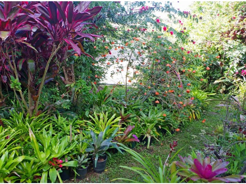 2 Left Bank Road, Mullumbimby NSW 2482