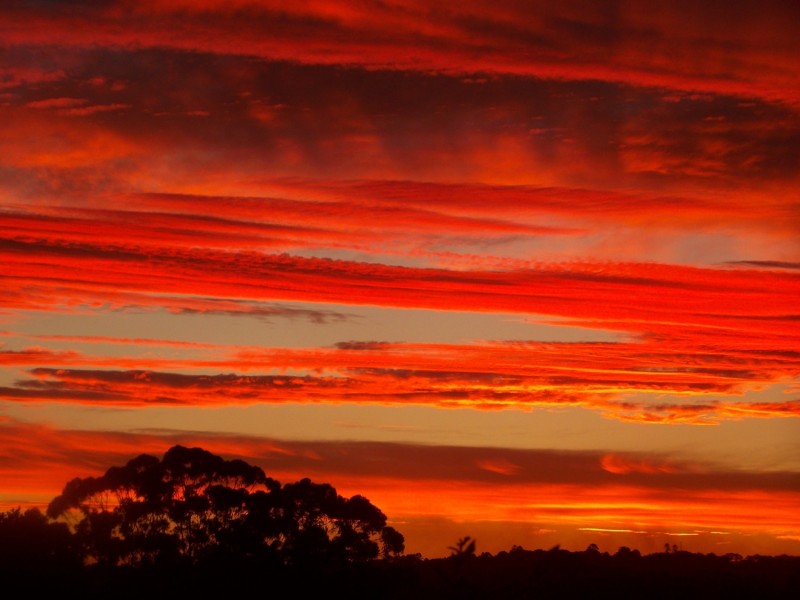 519 Pearces Creek Road, Alstonvale NSW 2477