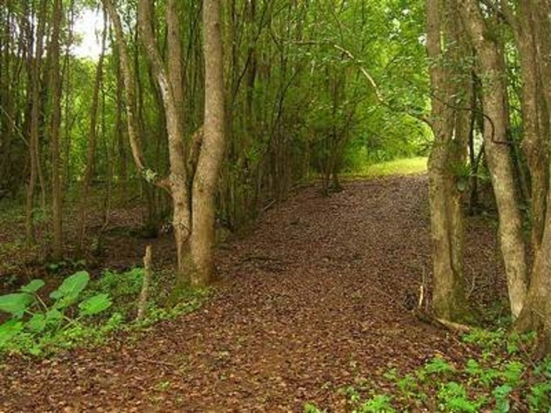 Lot 22 Booyong Road, Clunes NSW 2480