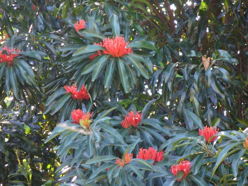 Goonengerry NSW 2482