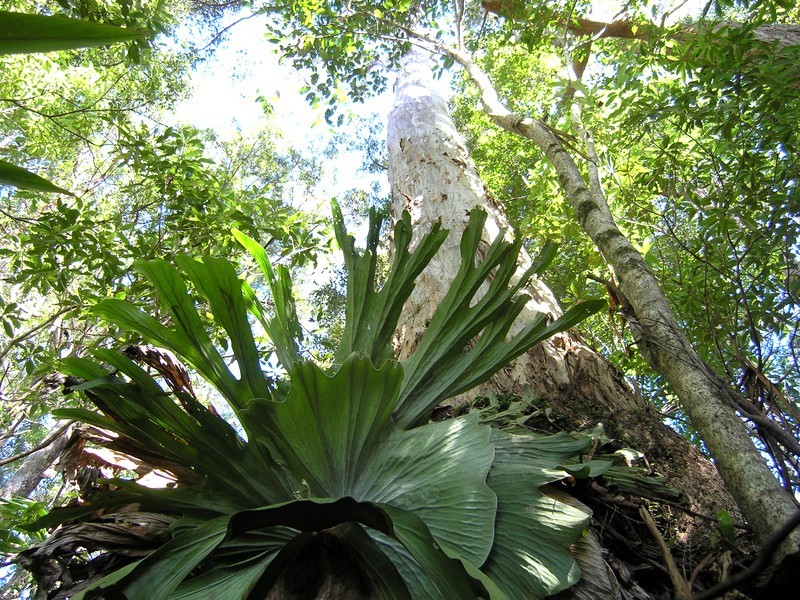 Crabbes Creek NSW 2483