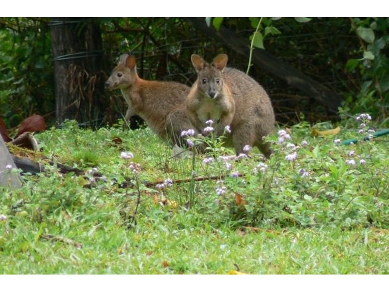 Lot 3 Wanganui Road, Mullumbimby NSW 2482