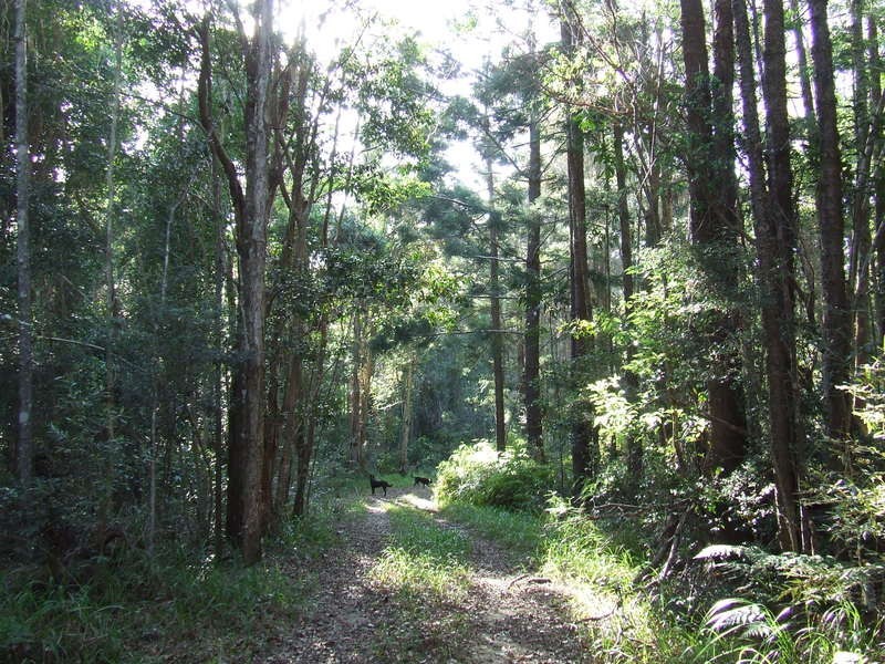 Lot 1 / 368 Broken Head Road, Broken Head NSW 2481