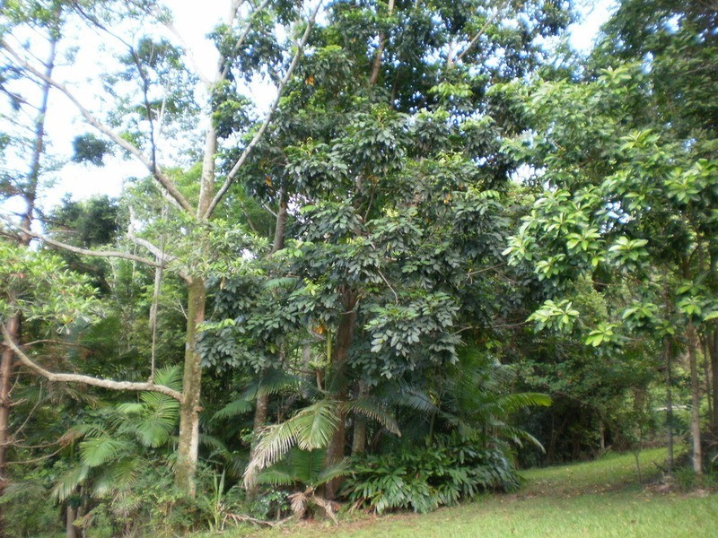 71 Beatties Creek Road, Mullumbimby NSW 2482