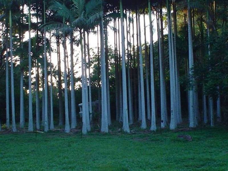 15 Huonbrook Road, Wilsons Creek NSW 2482