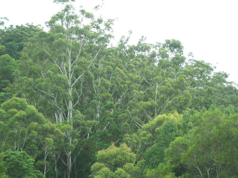 Lot 3 Settlement Road, Mullumbimby NSW 2482