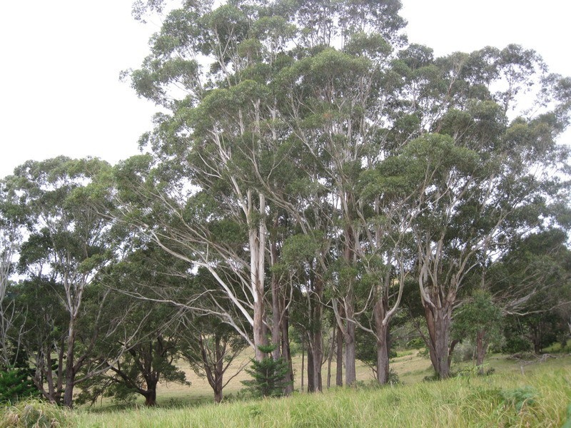 Lot 9 Bundaleer Road, Broken Head NSW 2481