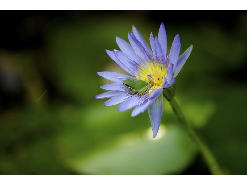 Lot 2 Bunjum, Seven Mile Beach Road, Broken Head NSW 2481