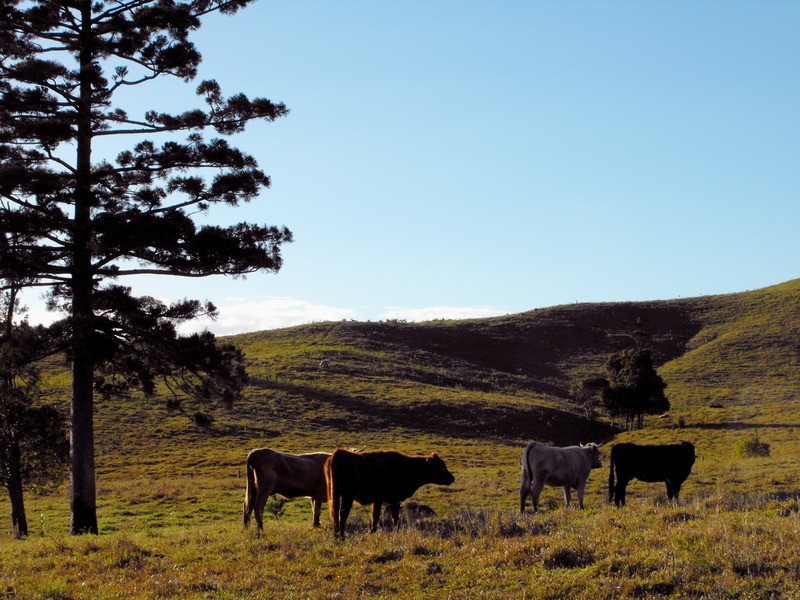 Lot 2/1344 Coolamon Scenic Drive, Mullumbimby NSW 2482