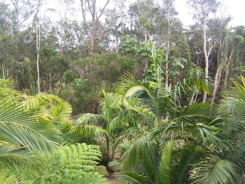 24/5 Old Bangalow Road, Byron Bay NSW 2481