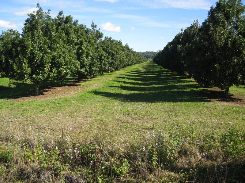 439 Teven Road, Alstonville NSW 2477