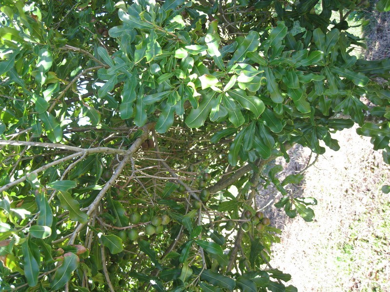 439 Teven Road, Alstonville NSW 2477