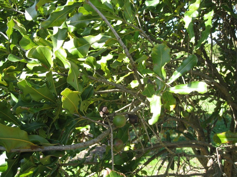 439 Teven Road, Alstonville NSW 2477