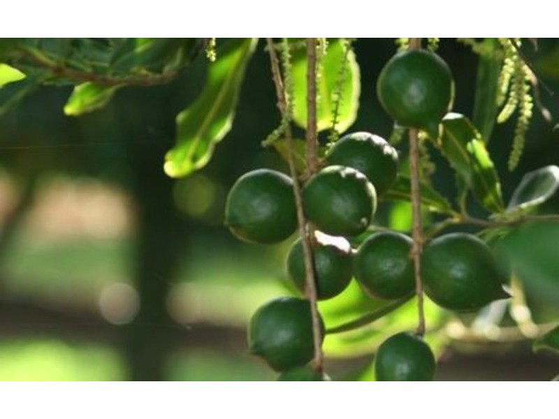 439 Teven Road, Alstonville NSW 2477