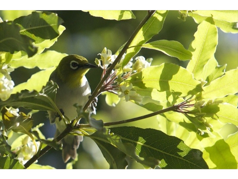 Lot 2 Bunjum, Seven Mile Beach Road, Broken Head NSW 2481