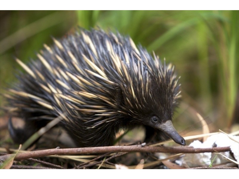 Lot 2 Bunjum, Seven Mile Beach Road, Broken Head NSW 2481